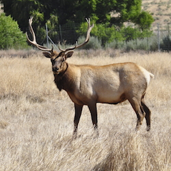 Tule Elk State Natural Preserve
